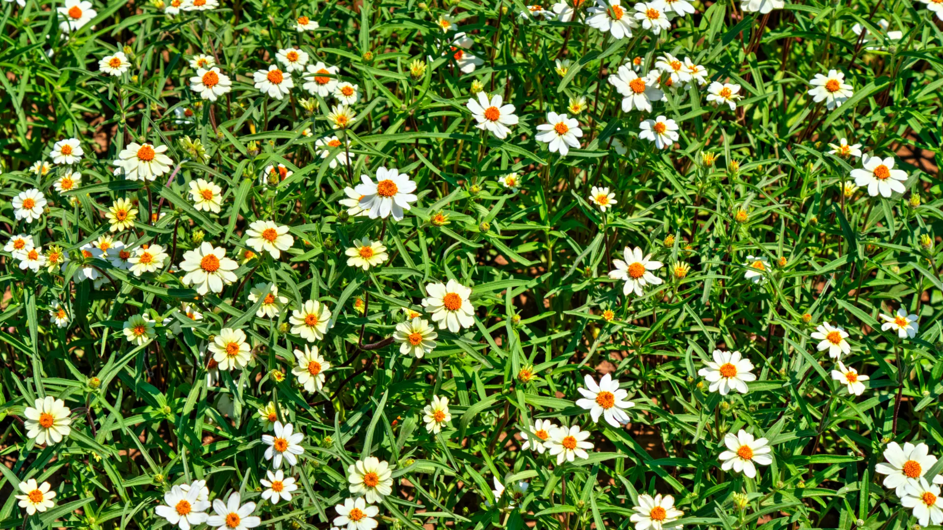 Flores blancas en las instalaciones de Garden Paradelo
